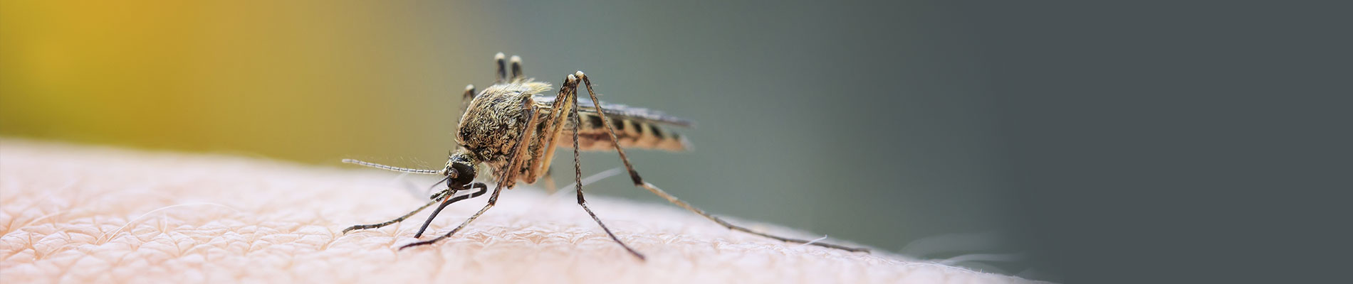 Prevencin del dengue